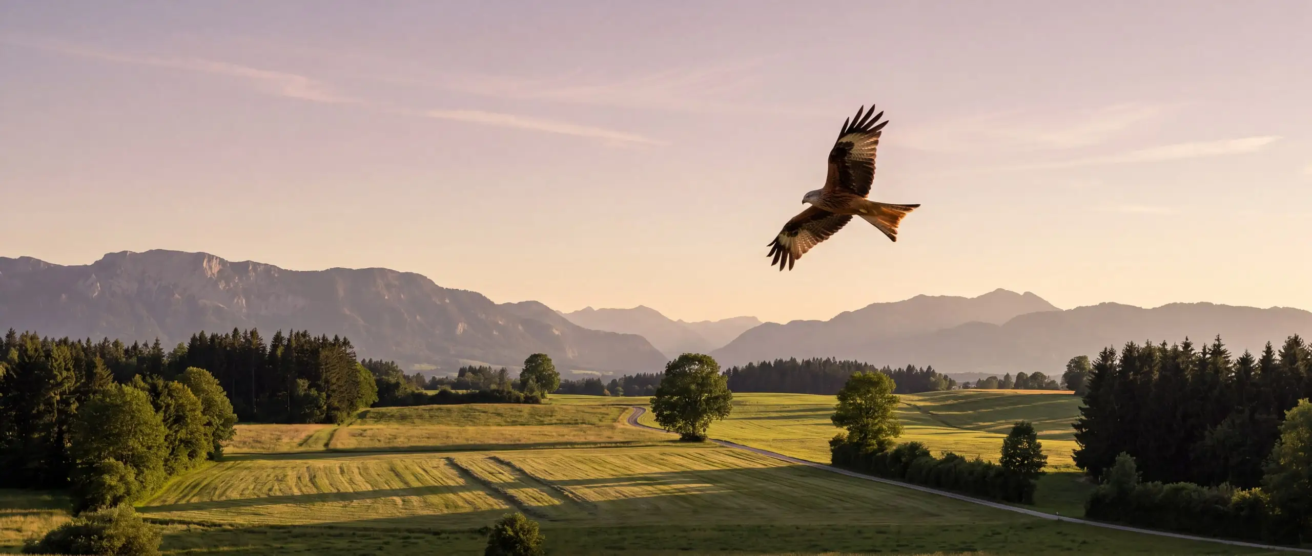 Ein Rotmilan im Gleitflug über der Voralpenlandschaft